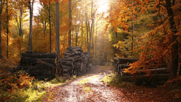 forêts bois automne